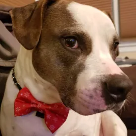 Smaller Size Christmas Bow Ties-S042
