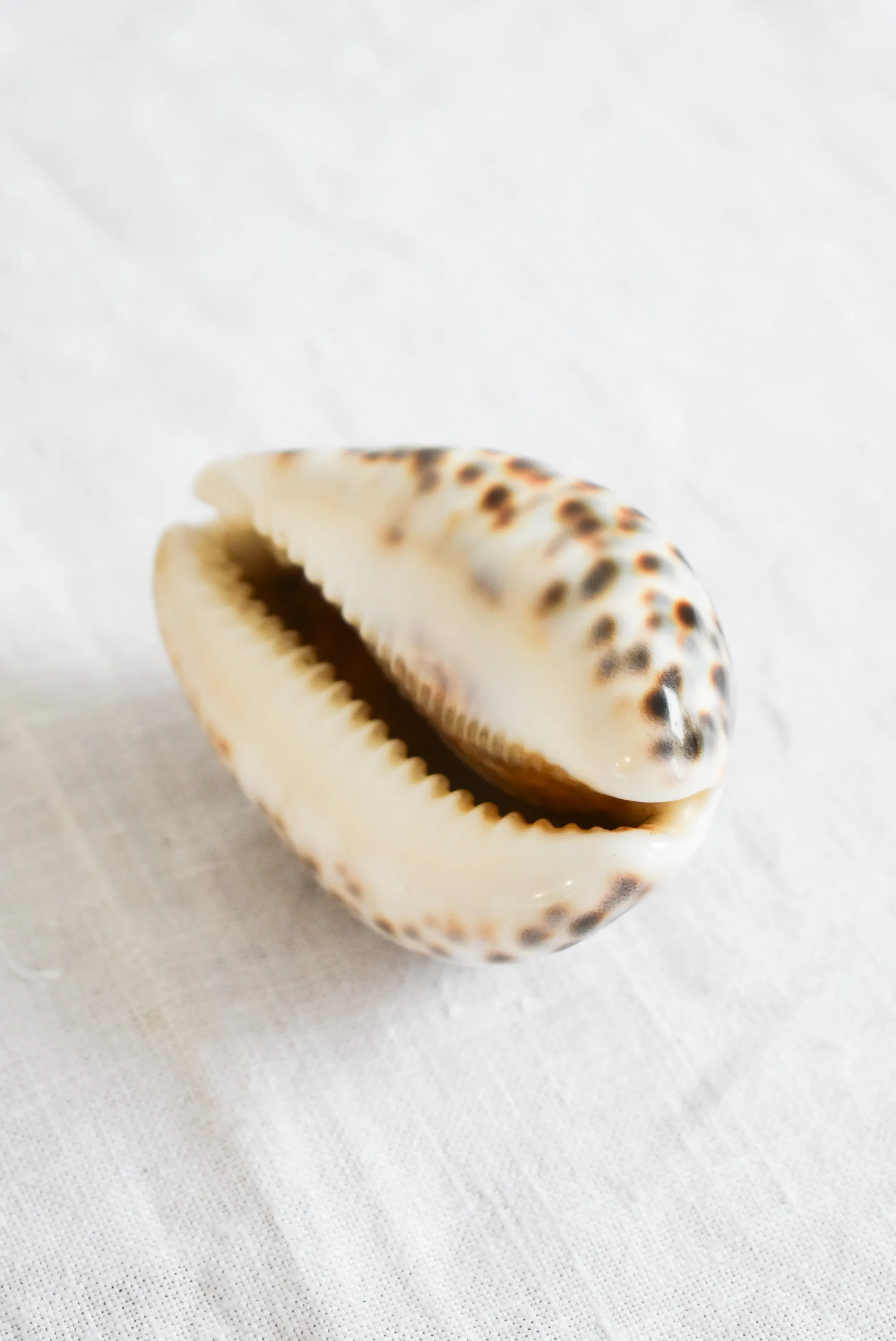Stunning Tiger Cowrie shell